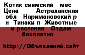 Котик сиамский 2 мес. › Цена ­ 10 - Астраханская обл., Наримановский р-н, Тинаки п. Животные и растения » Отдам бесплатно   